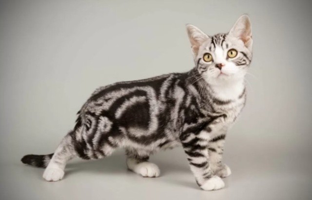 Mèo Anh Lông Ngắn Màu Silver Tabby: Đặc Điểm và Giá