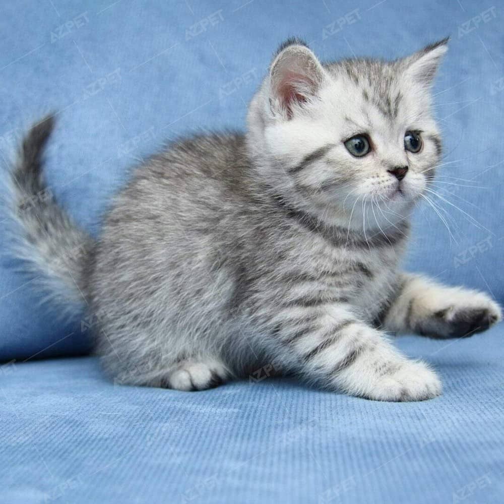 Mèo Anh Lông Ngắn Màu Silver Tabby: Đặc Điểm và Giá