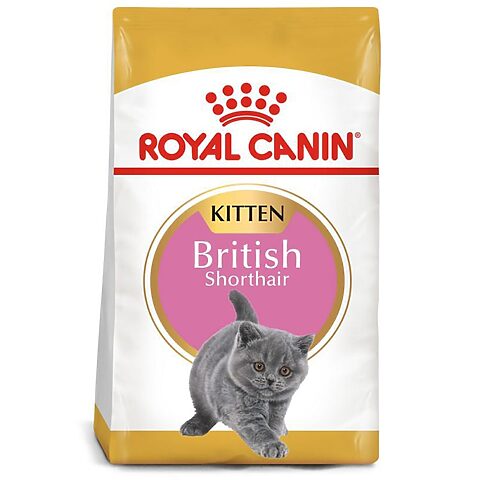 Royal Canin Chuyên Biệt Cho Mèo Anh Lông Ngắn