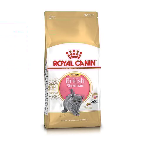 Chọn Thức Ăn Cho Mèo Anh Lông Ngắn Đúng Cách