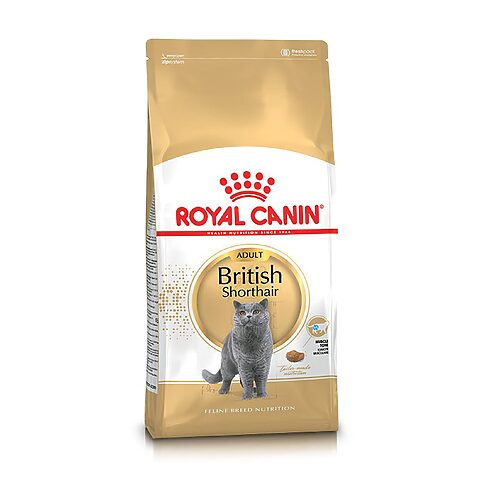 Chọn Thức Ăn Cho Mèo Anh Lông Ngắn Đúng Cách