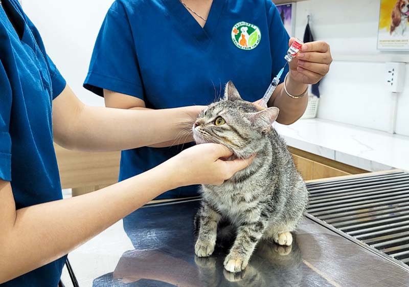Hướng dẫn tiêm phòng toàn diện cho mèo Anh lông ngắn
