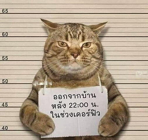 Mèo Bị Bắt: Nguyên Nhân, Hiểm Họa Và Cách Bảo Vệ
