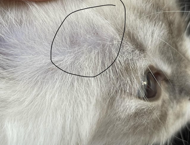 Chấm đen ở mép mèo: Nguyên nhân và cách điều trị