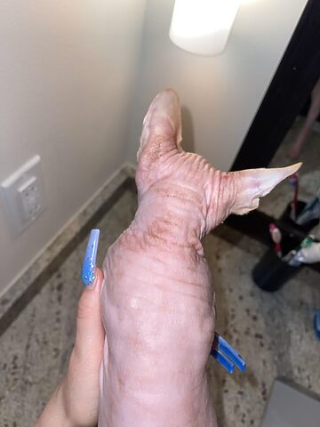 Nguyên nhân mèo bị phát ban đỏ khắp người và cách xử lý