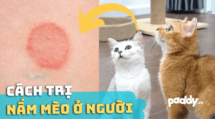 Cách Điều Trị Cho Mèo Bị Nấm Toàn Diện