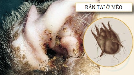Mèo Bị Ráy Tai Nhiều: Nguyên Nhân, Dấu Hiệu Và Cách Chăm Sóc