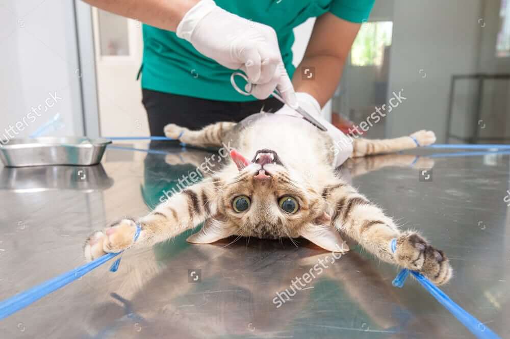 Những Điều Cần Biết Về Mèo Bị Thiến
