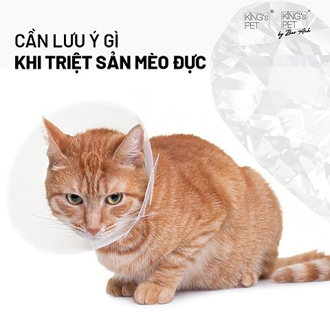 Những thay đổi sau khi mèo bị thiến