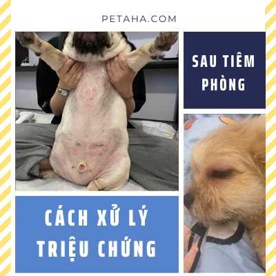Mèo Bị Sốt Sau Chích Ngừa: Nguyên Nhân & Cách Xử Lý