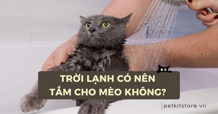 Cách Tắm Cho Mèo Anh Lông Ngắn An Toàn Hiệu Quả