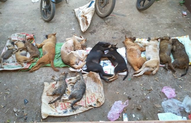 Mèo Bị Dính Bả: Dấu Hiệu Nhận Biết, Sơ Cứu và Phòng Ngừa Hiệu Quả