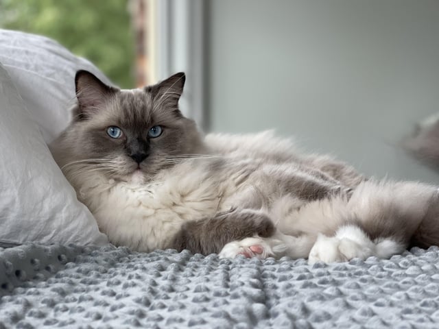 Giá Mèo Ragdoll Rẻ: Hiểu Đúng Để Có Bạn Đồng Hành Khỏe Mạnh