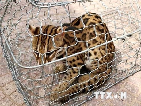 Mèo Rừng Quý Hiếm: Đặc Điểm Và Nỗ Lực Bảo Tồn
