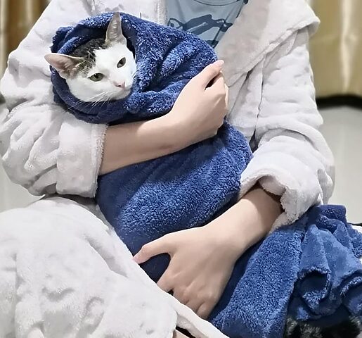 Mèo bị vàng da: Nguyên nhân, Dấu hiệu và Cách xử lý