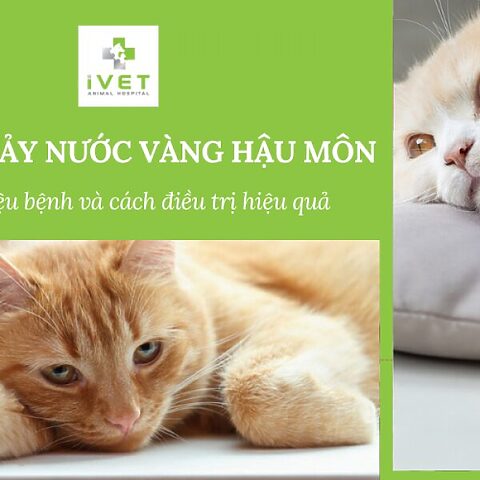 Mèo bị chảy nước ở hậu môn: Nguyên nhân & Cách xử lý