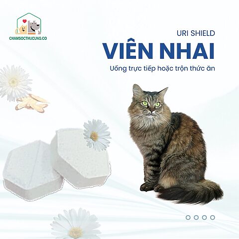 Thức ăn cho mèo bị sạn bàng quang: Hướng dẫn chi tiết