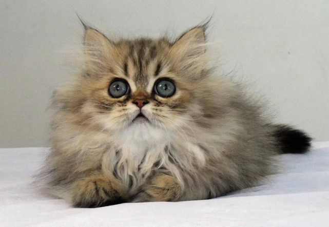 Mèo Ba Tư Chinchilla: Đặc Điểm, Cách Chăm Sóc Toàn Diện