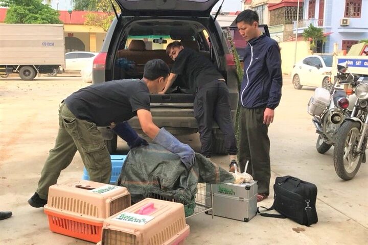Vận chuyển cẩn thận các cá thể mèo rừng đến trung tâm cứu hộ