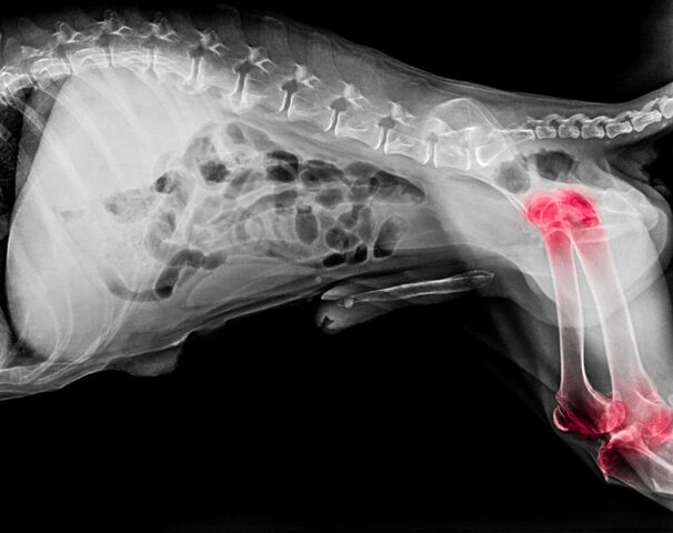 Mèo Bị Viêm Khớp: Dấu Hiệu, Nguyên Nhân Và Chăm Sóc Hiệu Quả