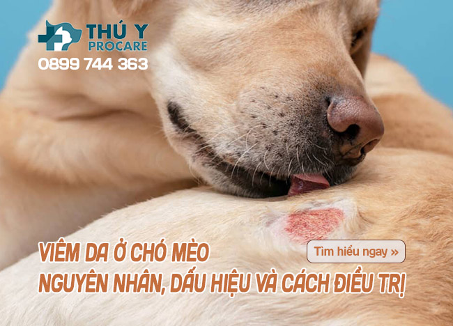 Mèo Bị Liệt Do Carre: Hiểu Rõ Bệnh và Cách Chăm Sóc