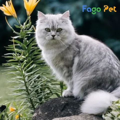 Mèo ALD Lai Mèo Ta: Đặc Điểm & Cách Chăm Sóc Chi Tiết