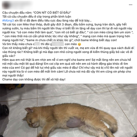 Xử lý ngay khi mèo bị giẫm vào bụng