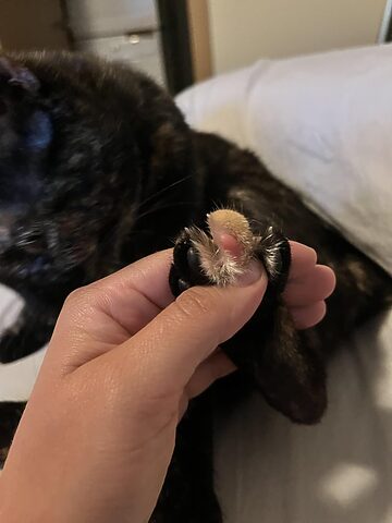 Mèo chân ngắn lấy trộm cherry: Hiểu hành vi & nguy cơ