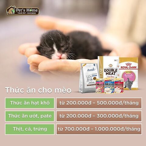 Chi Phí Nuôi Mèo Anh Lông Ngắn Chi Tiết Từng Khoản