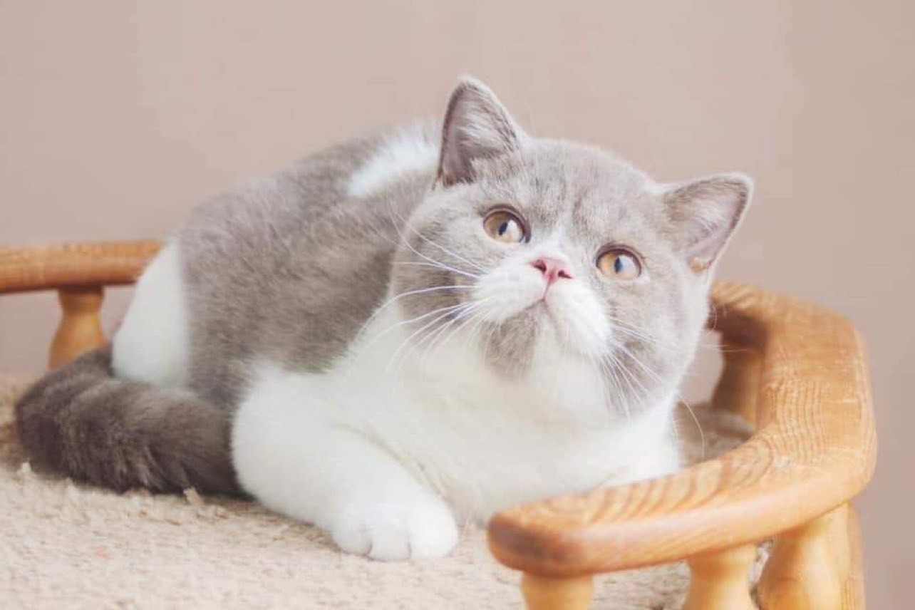 Giá Mèo Anh Lông Ngắn Bicolor Cập Nhật Chi Tiết