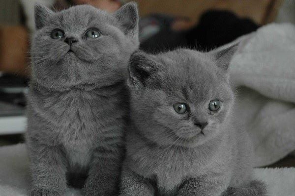 Mèo Anh Lông Ngắn Qua Từng Thời Kì: Lịch Sử và Sự Phát Triển