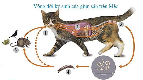 Mèo Bị Sán: Dấu Hiệu, Nguyên Nhân, Cách Điều Trị Và Phòng Ngừa Hiệu Quả