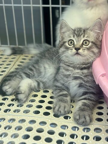 Mèo Anh Lông Ngắn Bạc Tabby: Đặc Điểm & Cách Chăm Sóc