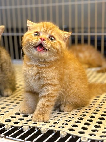 Mèo Anh Lông Ngắn Màu Vàng: Đặc Điểm, Chăm Sóc và Những Điều Cần Biết