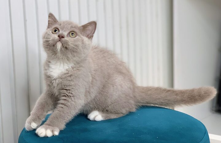 Mèo Anh Lông Ngắn Màu Lilac: Đặc Điểm & Hướng Dẫn Chăm Sóc Chi Tiết