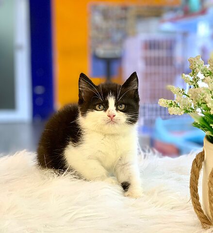 Tìm hiểu về Mèo Anh Lông Ngắn Tuxedo: Đặc điểm và Cách Chăm Sóc