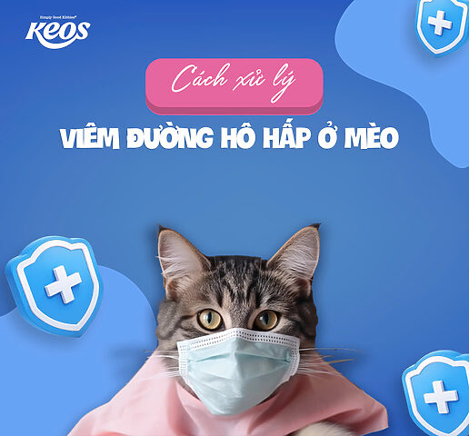 Mèo Bị Viêm Hô Hấp: Dấu Hiệu, Nguyên Nhân & Cách Trị