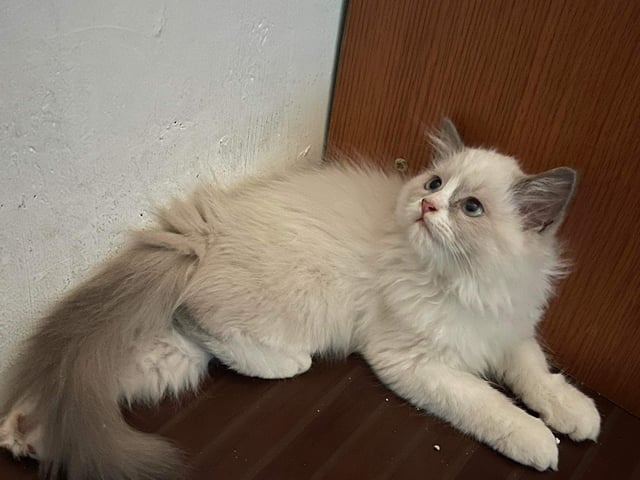 Mèo Ba Tư Bicolor: Đặc Điểm, Cách Chăm Sóc và Giá Bán