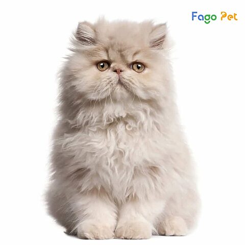Phối giống mèo Ba Tư TPHCM: Hướng dẫn chi tiết