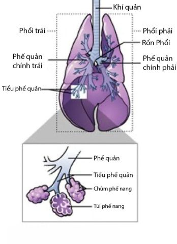 Biểu Hiện Chó Bị Viêm Phổi: Dấu Hiệu Nhận Biết & Cách Xử Lý Hiệu Quả