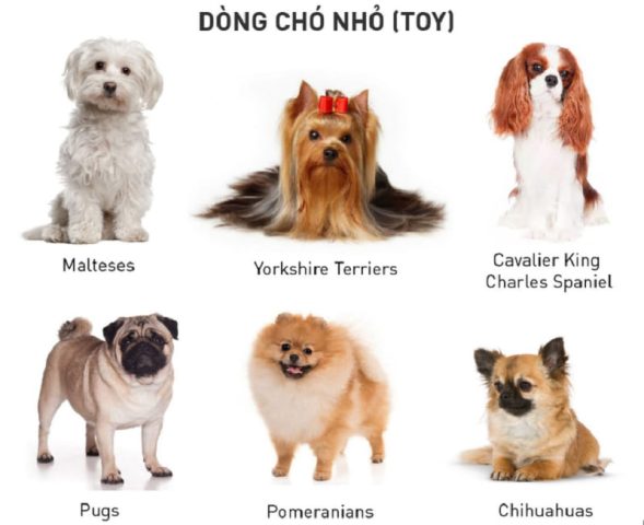 Các dòng chó nhỏ thuộc nhóm Toy
