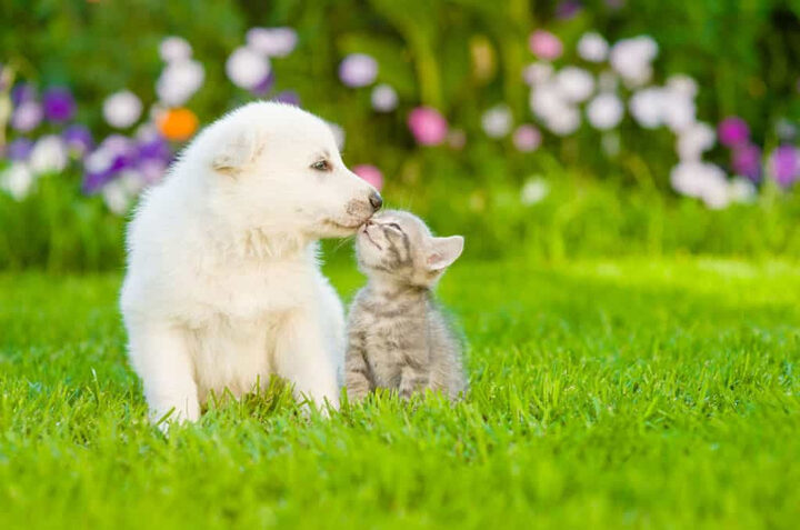 Chú chó đáng yêu nằm trên thảm Khám Phá Các Chú Chó Đáng Yêu Nhất: Đặc Điểm & Lợi Ích