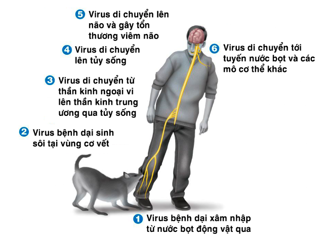 Bị Dại Vì Chó Cắn: Nguy Cơ, Triệu Chứng Và Cách Phòng Tránh
