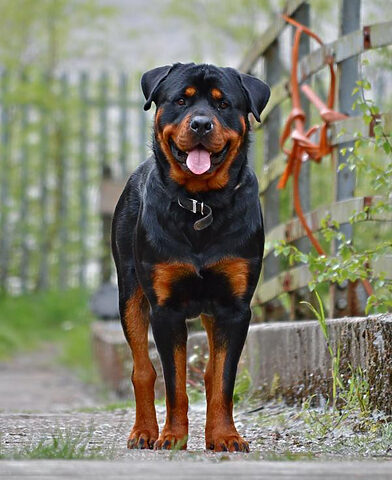 Trại Chó Rottweiler Bến Tre: Chọn Lựa Lý Tưởng Cho Gia Đình