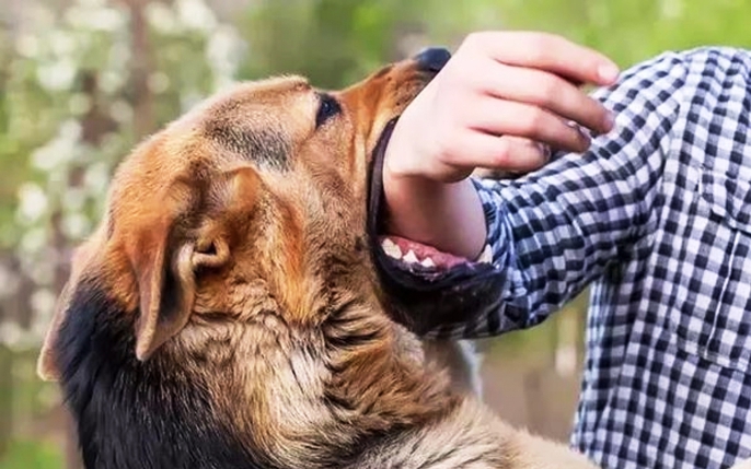 Chó Cắn Người Có Bị Dại Không? Giải Đáp Chi Tiết