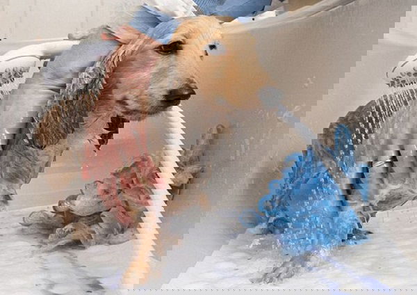 Chó Đẻ Bao Lâu Thì Được Tắm? Hướng Dẫn Chăm Sóc Khoa Học Sau Sinh Chó Đẻ Bao Lâu Thì Được Tắm? Hướng Dẫn Chăm Sóc Đúng Chuẩn