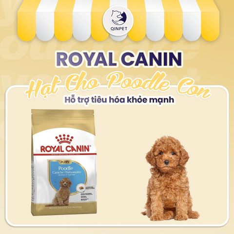 Thức ăn cao cấp cho chó: Lựa chọn dinh dưỡng tối ưu
