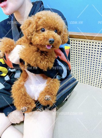 Chó Toy Poodle Trưởng Thành: Đặc Điểm, Chăm Sóc Và Huấn Luyện Toàn Diện