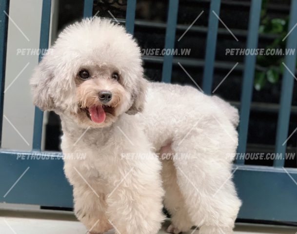 Chó Toy Poodle Trưởng Thành: Đặc Điểm, Chăm Sóc Và Huấn Luyện Toàn Diện