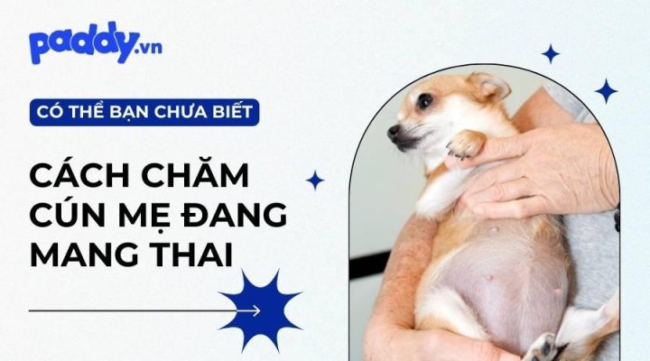 Cách Chăm Sóc Chó Chửa Toàn Diện Từ A Đến Z